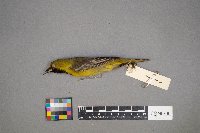 Icterus spurius image