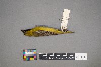 Icterus spurius image