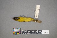 Icterus spurius image