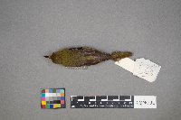 Icterus spurius image