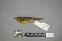 Icterus spurius image