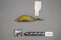 Icterus spurius image