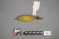 Icterus spurius image