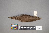 Actitis macularius image