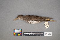 Actitis macularius image