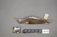 Actitis macularius image