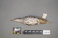 Actitis macularius image