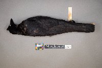 Corvus brachyrhynchos image