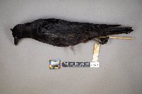 Corvus brachyrhynchos image