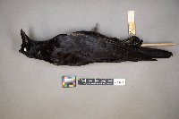 Corvus brachyrhynchos image