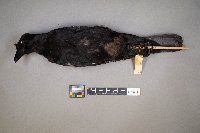 Corvus brachyrhynchos image