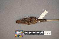 Media resource of Spizella arborea