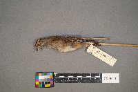 Spizelloides arborea image