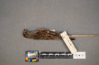 Spizelloides arborea image