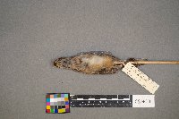 Spizelloides arborea image