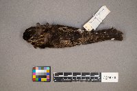 Chordeiles minor image