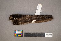 Chordeiles minor image