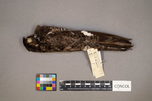 Chordeiles minor image