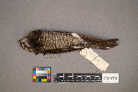 Chordeiles minor image