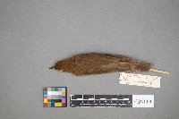 Catharus fuscescens image