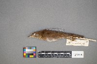 Catharus fuscescens image