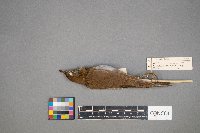 Catharus fuscescens image