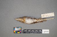 Catharus fuscescens image