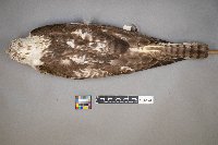 Circus cyaneus image