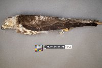 Circus cyaneus image