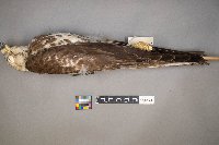 Circus cyaneus image