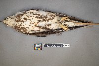 Circus cyaneus image