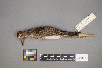 Calidris melanotos image