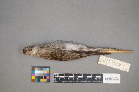 Calidris melanotos image