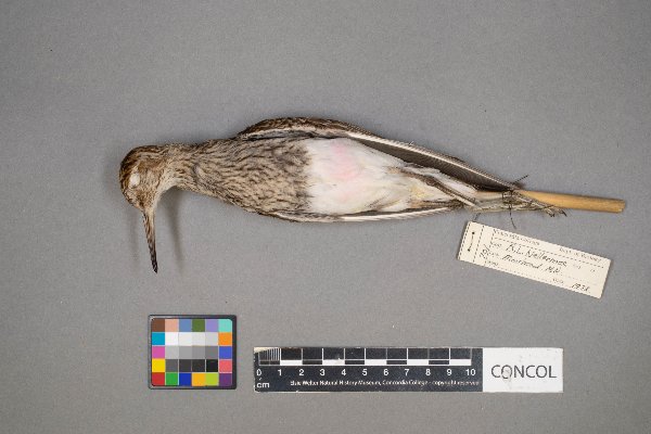 Calidris image