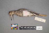 Calidris melanotos image