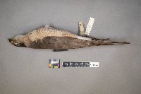 Accipiter cooperii image