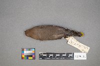 Bombycilla garrulus image