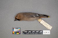 Bombycilla garrulus image