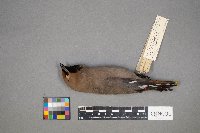 Bombycilla garrulus image