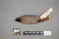 Bombycilla garrulus image