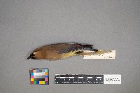 Bombycilla cedrorum image