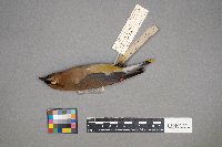 Bombycilla cedrorum image