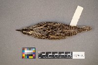 Sturnella neglecta image