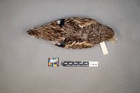 Bonasa umbellus image