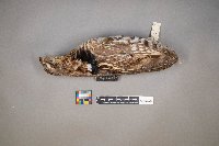 Bonasa umbellus image