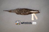 Tringa melanoleuca image