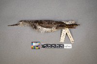 Tringa melanoleuca image