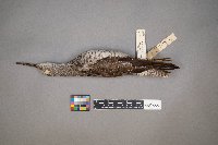 Tringa melanoleuca image