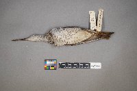 Tringa melanoleuca image