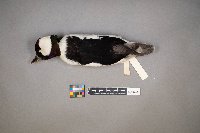 Bucephala albeola image